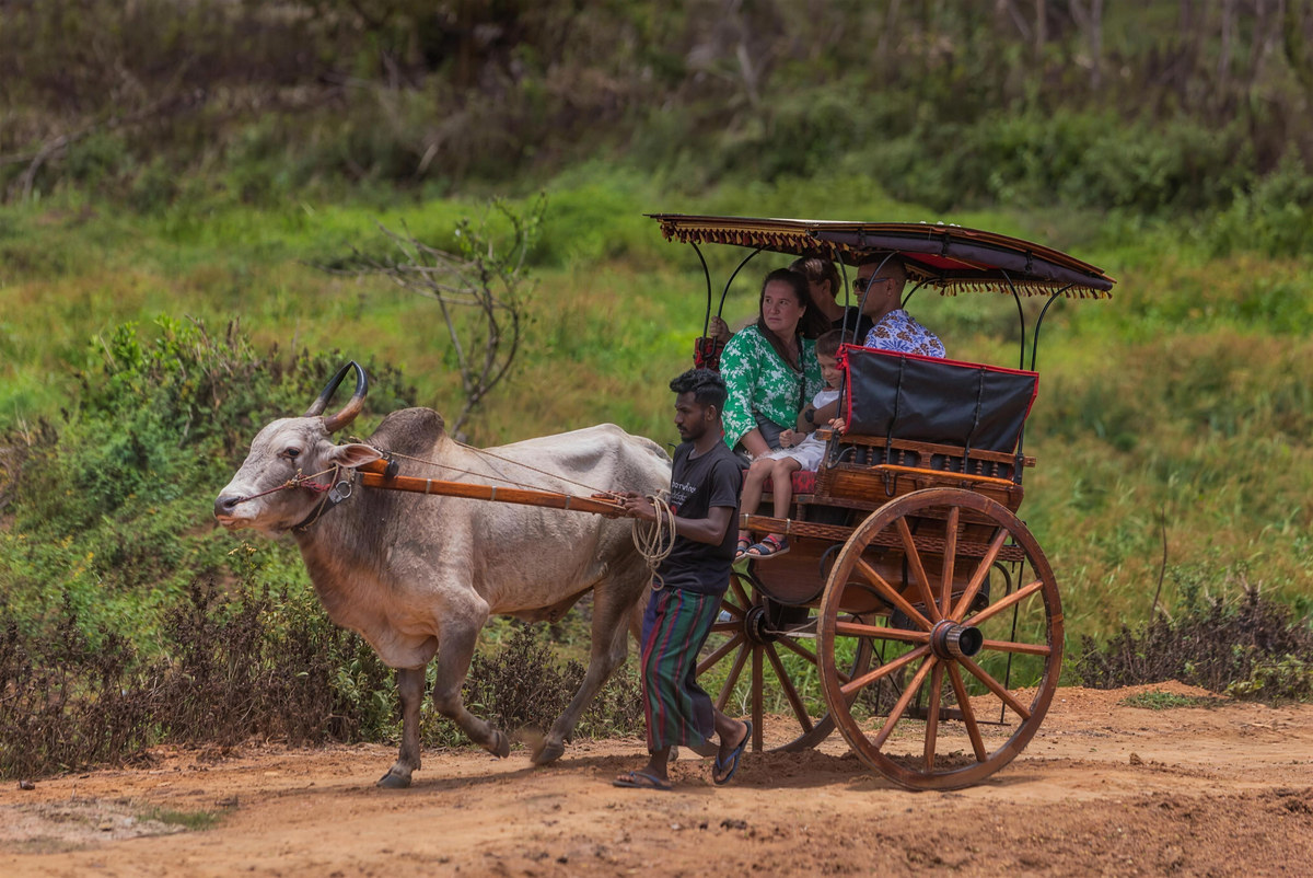 Guests riding a bullock cart