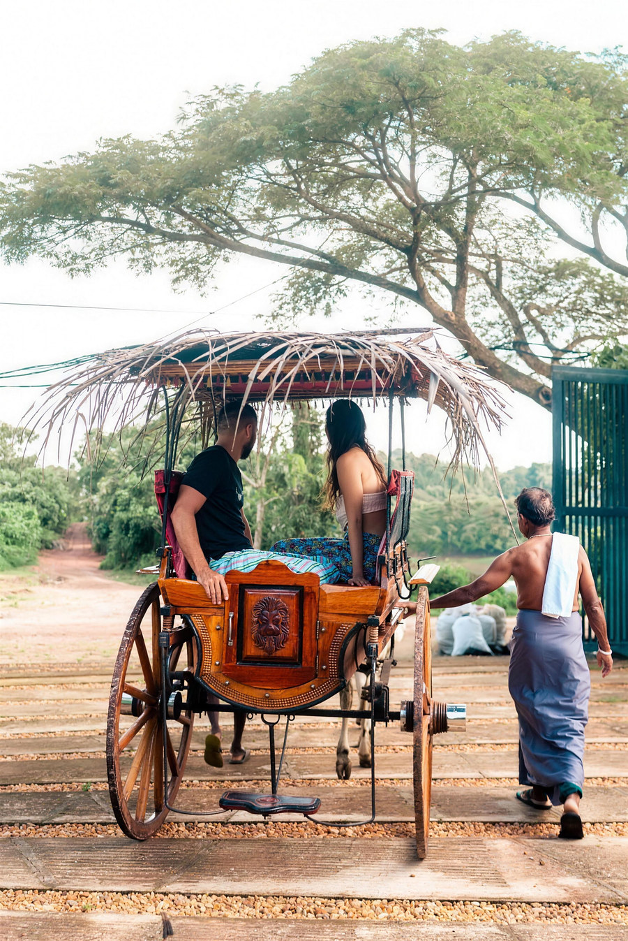 Guests in a traditional bullock cart under a rain tree