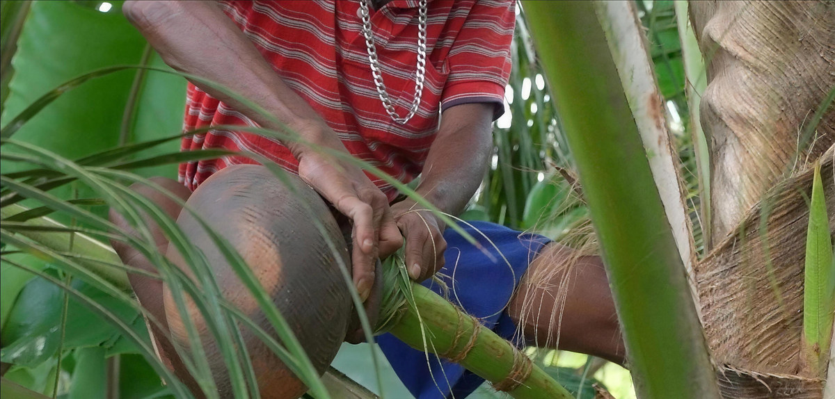 Hands husking a coconut