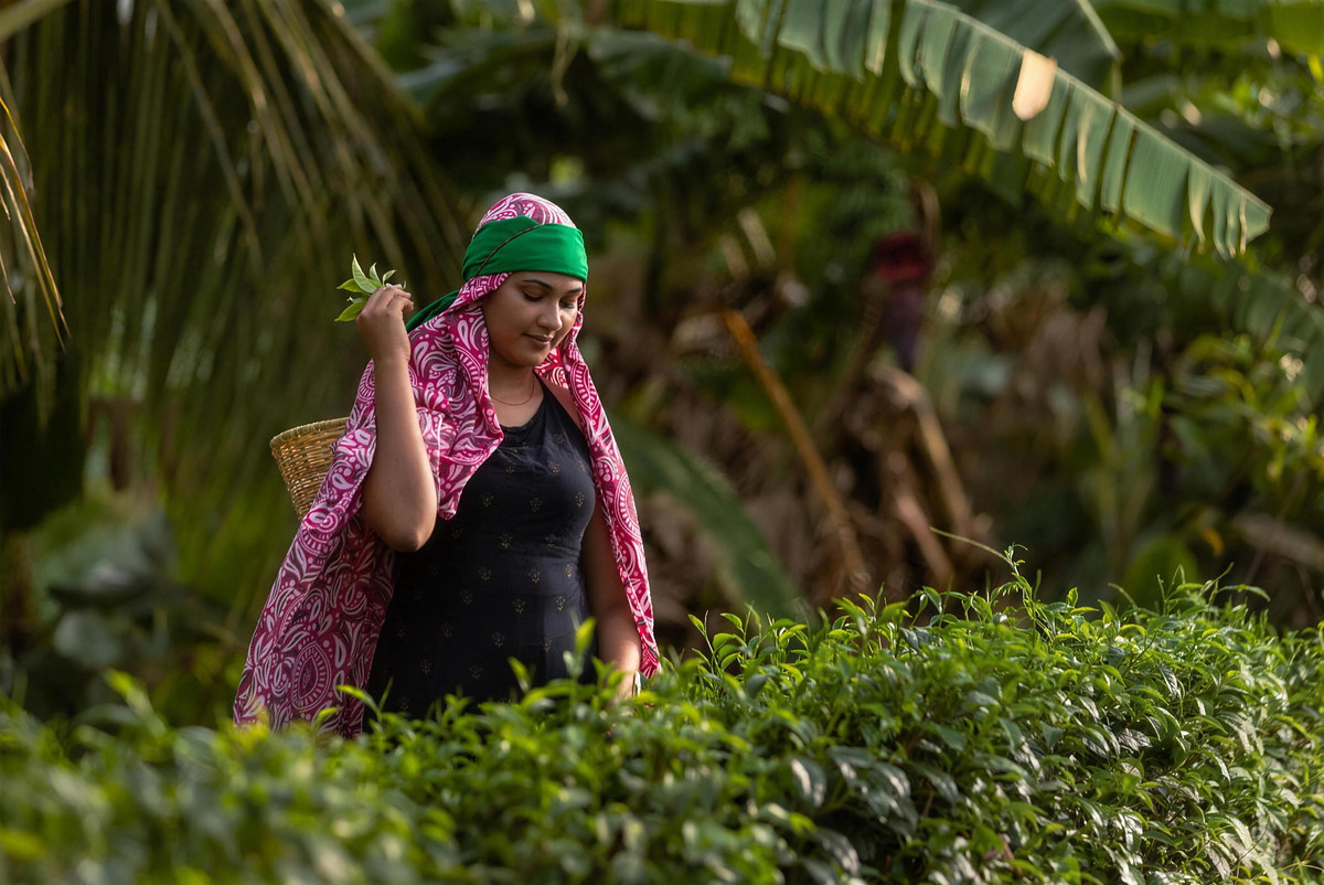 A tea plucker among the resort's tea bushes